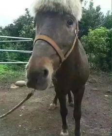 奔腾的小马驹