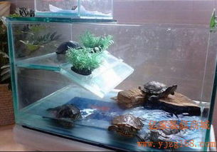 办公楼养乌龟风水,办公室养乌龟风水