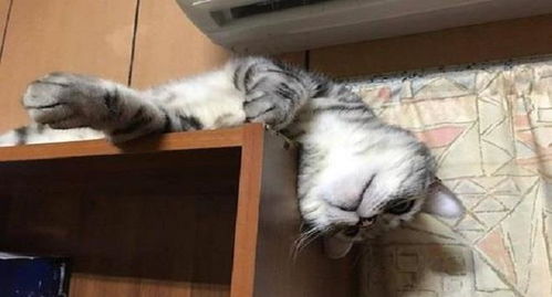 养猫必备猫窝，这个猫窝风水怎么样呢？