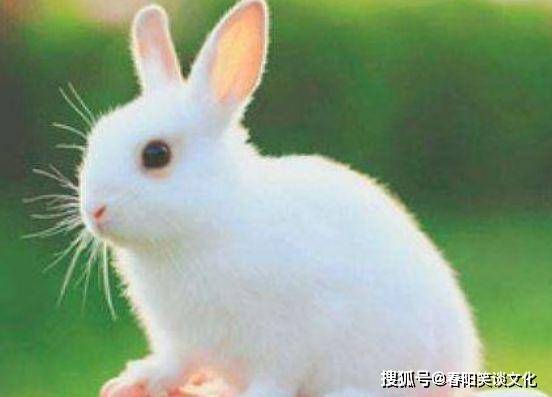 兔兔的工作困境