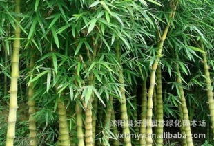 罗汉竹风水禁忌,罗汉竹风水禁忌