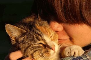 1. 宫廷起源理论：母猫就是较小清秀