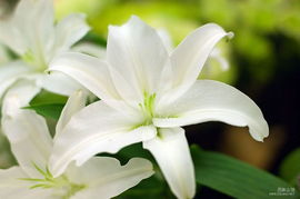百合花：优雅与纯洁