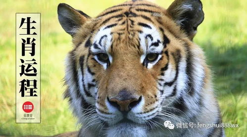 属虎人26年运势如何，这一年运气怎么样？