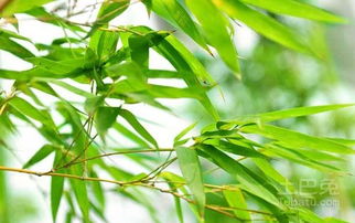 有竹子的风水画像,竹子风水画禁忌