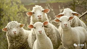 2026年属蛇羊的人为何会犯太岁，属羊的年份犯太岁具体意味着什么？