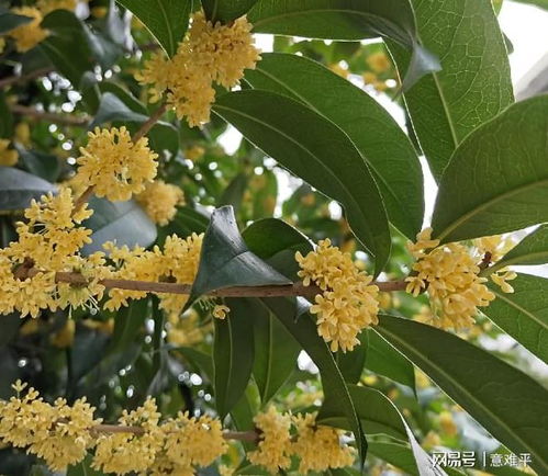 5. 海棠树 - 北方人的浪漫