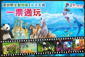 魔幻魔术表演：惊喜不断