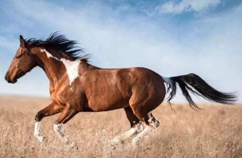 属马的人事业中哪位贵人最旺？