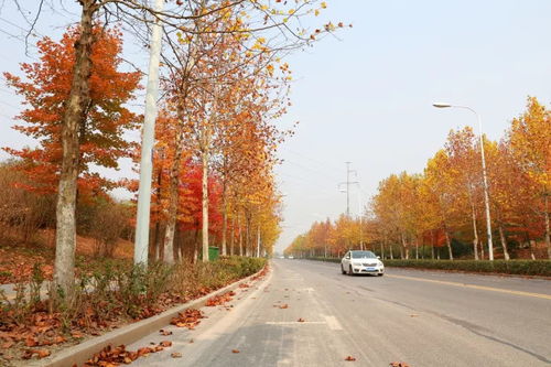 一、 南京秋天的味道，先从梧桐较大道说起