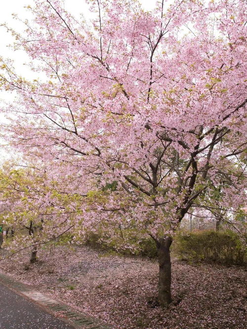特别提示：樱花节期间的门票市场价格