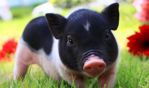 属猪的人：有福之人也会遭殃