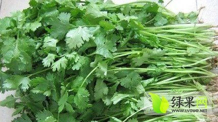 香菜在室内种植是否会影响风水？