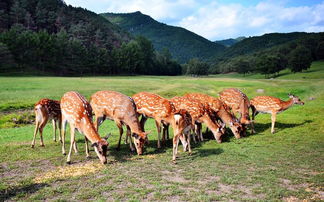 和鹿大爷们斗智斗勇