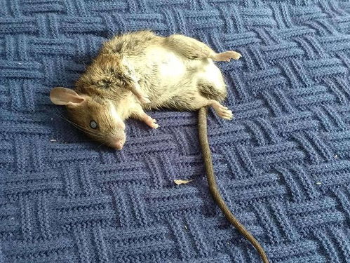 老鼠也来凑热闹？