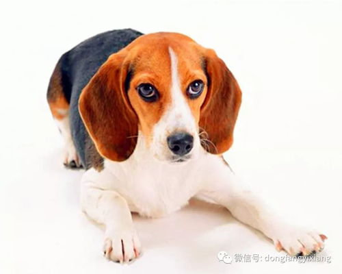 相爱相杀：生肖诗学的狗血剧情