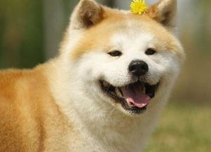 属狗老公和属虎老婆的婚姻关系如何？