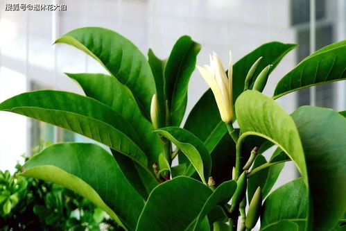盆栽白兰花风水好吗,盆栽白兰花风水好吗