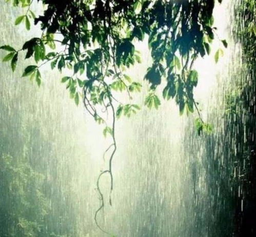 昆明春雨：诗意与浪漫的交织