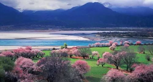林芝:桃花园里摔出个