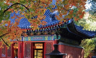 八月爬香山的朋友，是不是被
