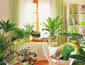 虎皮兰：霸气侧漏的风水卫士