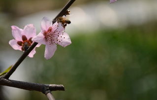 桃花运到底是好是坏？