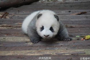 熊猫馆：毛茸茸的大宝贝们