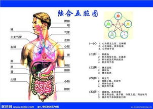绝了！内脏之间居然在搞暧昧