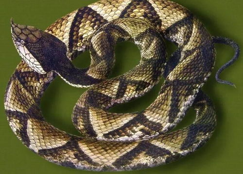 上楼梯遇蛇化解吉凶，家进小蛇是吉兆吗？这预示着什么好运？