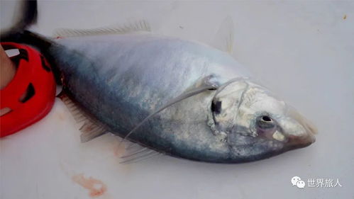 城门火光映池鱼：一场关于命运的国学风水大揭秘