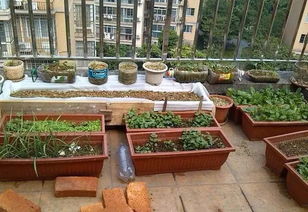 楼顶种菜对楼房风水有影响吗,家里顶楼种菜对风水