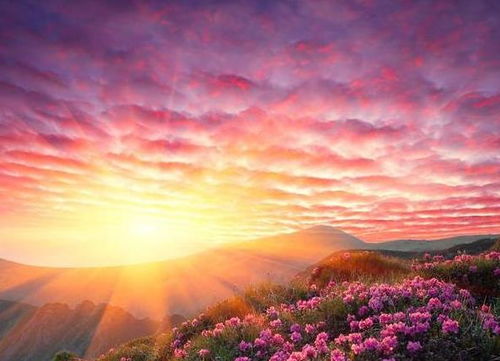 3. 大韭菜坪——花海里的童年乐园