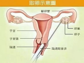 下身长的人命运如何，最不好几个部位是哪些？