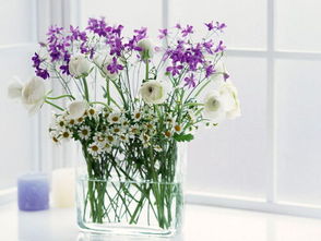 铁筷子在室内养风水,铁筷子在室内养风水