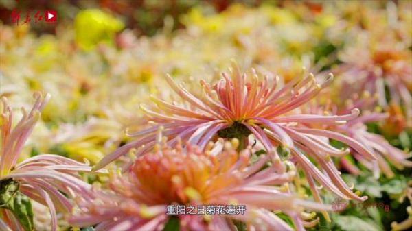 “湖北重阳节：登高赏菊，传统习俗盘点”
