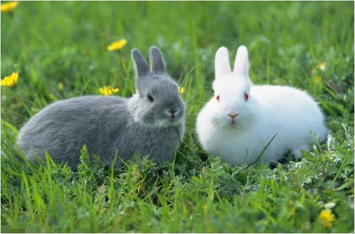 如何巧妙地给可爱的兔子挑选一个既独特又贴心的名字呢？