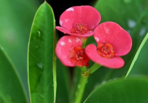 雾里看花是哪个生肖？最有钱、最长寿、最好命的四大生肖是哪些？