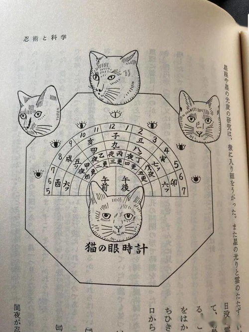 一、 啥是猫眼定时辰歌诀？ 咱先捋捋