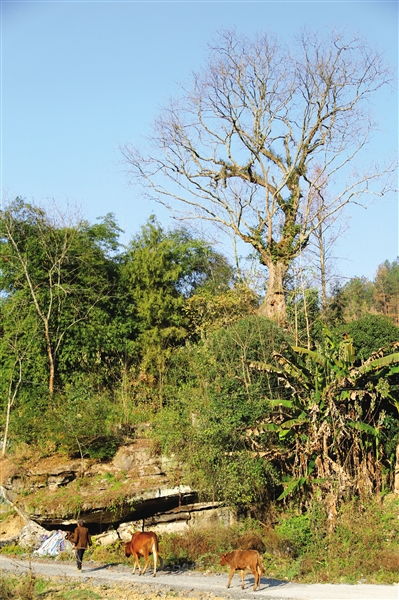 老头儿的话：真相或许就在其中