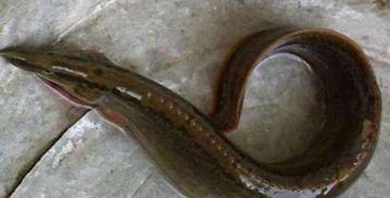 以婚女人梦见抓泥鳅鱼是什么预兆？这梦境背后有何特殊含义？