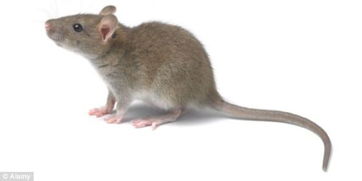 命理特征：市场价格较高人扶持下的机遇与挑战