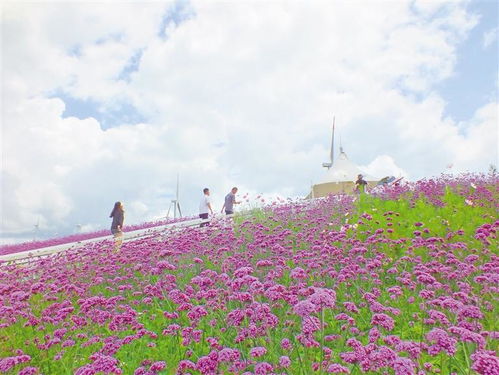 啊！贵阳这个鬼地方居然藏着这种神仙花海？！