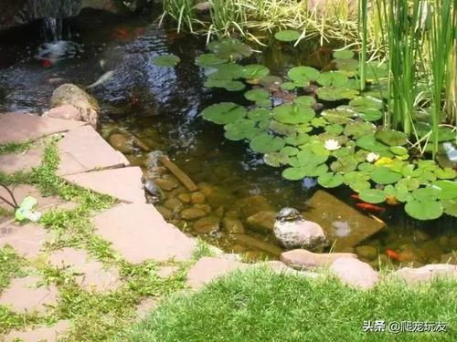 门后有塘好不好,门后有塘好不好