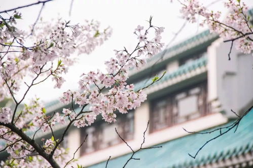 一、春之序曲：一场视觉与情感的盛宴，或着说是一场混乱的狂欢？