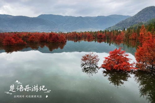 柳树、 山、水——三位一体的奇怪组合