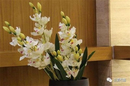 风水兰花适合放在家里什么地方,家养兰花风水