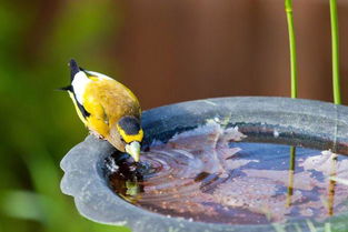 窗外鸟叫声特bie大怎么驱赶,窗外鸟叫的风水寓意