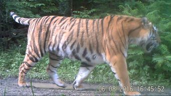 2026年出生的属虎宝宝，有没有什么带山带水的名字推荐？