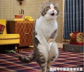 乱入段子：猫咪和老虎都在偷看
